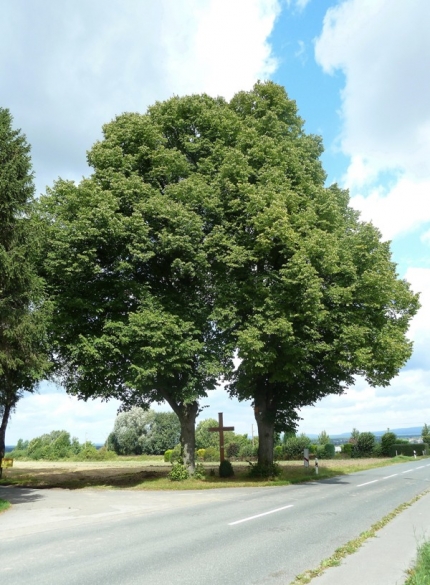 Bild 1 von 2 Linden am Postweg